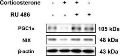Western Blot: BNIP3L Antibody [NBP1-88558]